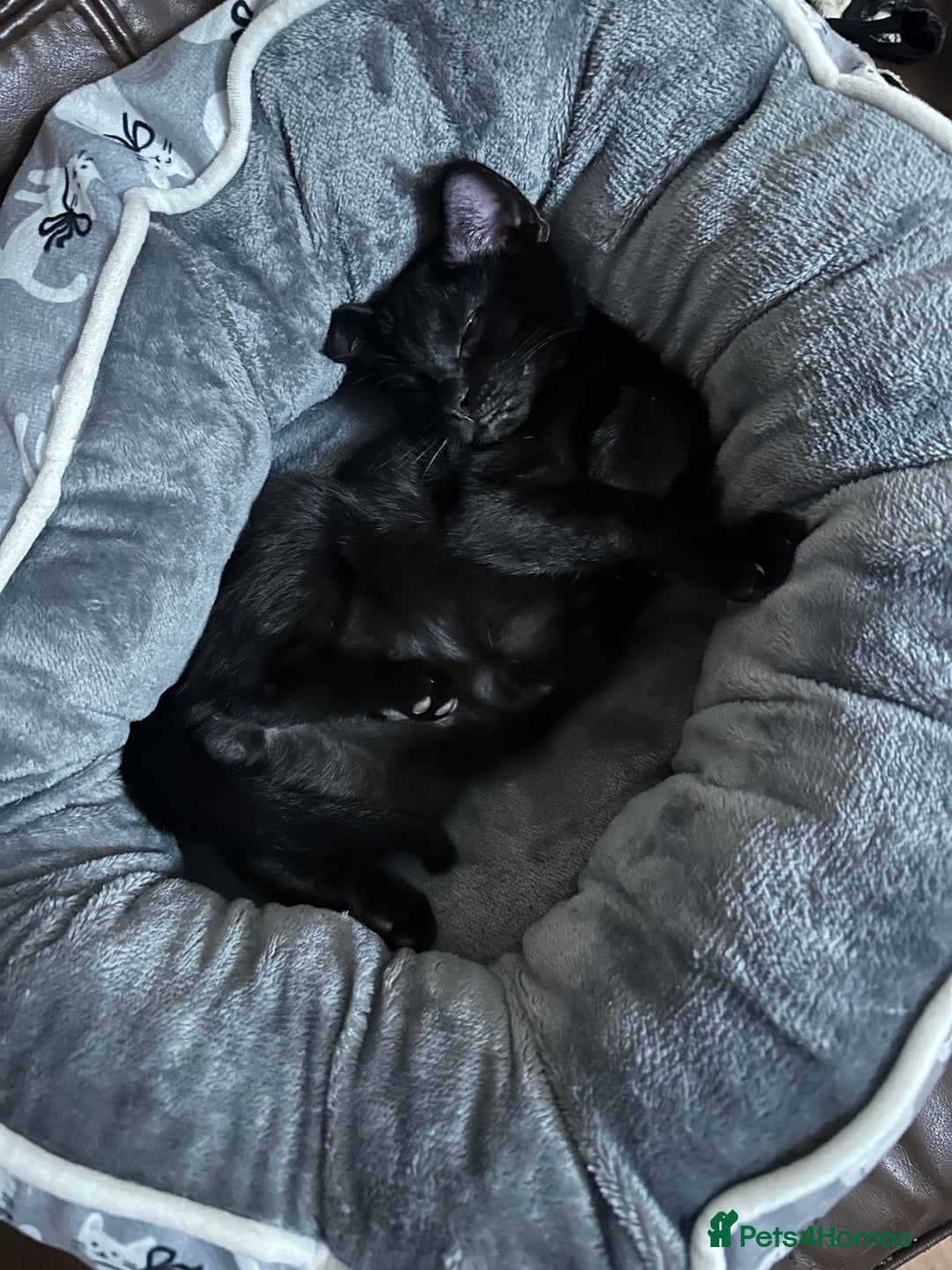 Mixed Breed cats for sale: Amazing Half Bengals !!! - Advert 18