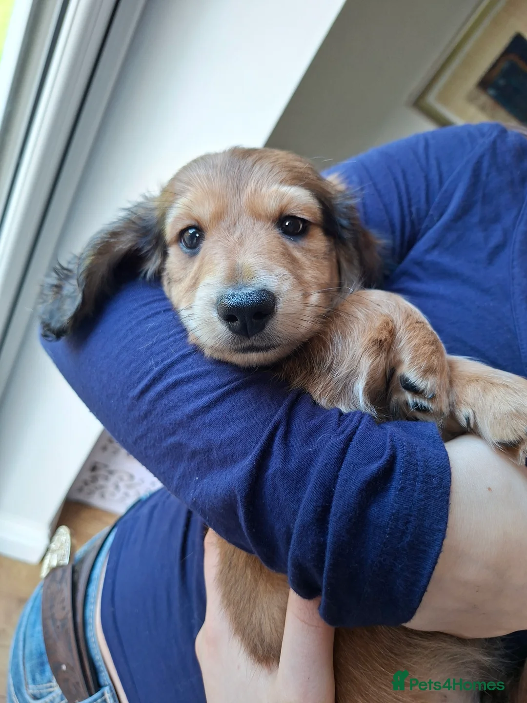 Miniature Dachshund dogs for sale: Long haired miniature dachshund puppy - Advert 12