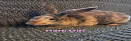 Rex rabbits for sale: Breeding pair of Unrelated mini rex - Advert 11