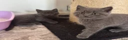 British Shorthair cats for sale:     British Shorthair Kittens – 3 Beautiful Girls - Advert 1