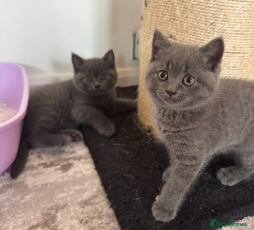 British Shorthair cats for sale:     British Shorthair Kittens – 3 Beautiful Girls - Advert 1