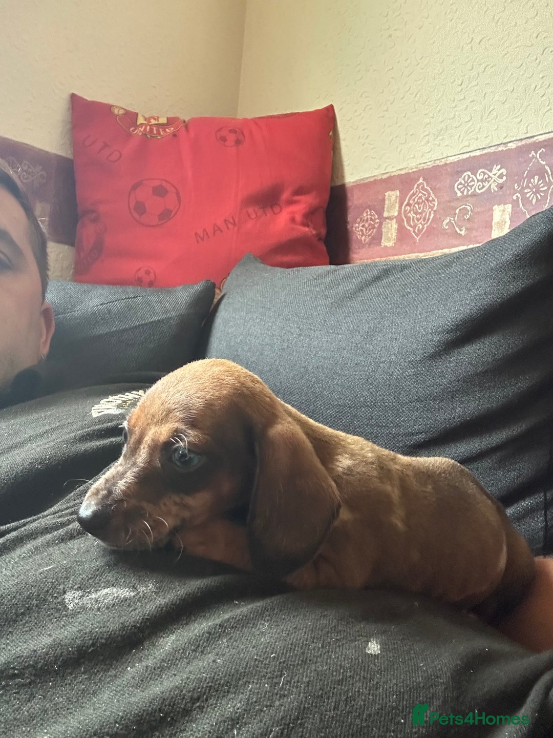 Dachshund dogs for sale: Dachshund pups  - Image 8