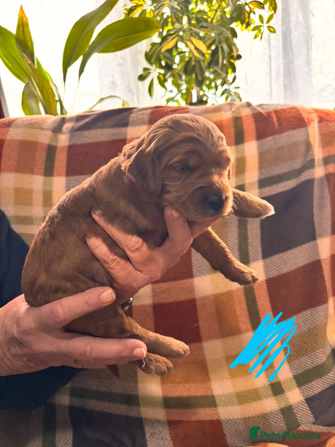 Mini Goldendoodle dogs for sale: ✨Stunning Red/Bronze Golden Doodle Pups ✨ - Advert 15