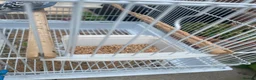 Budgerigars birds for sale: 4 budgies for sale 2 tamed  in Northampton - Advert 5