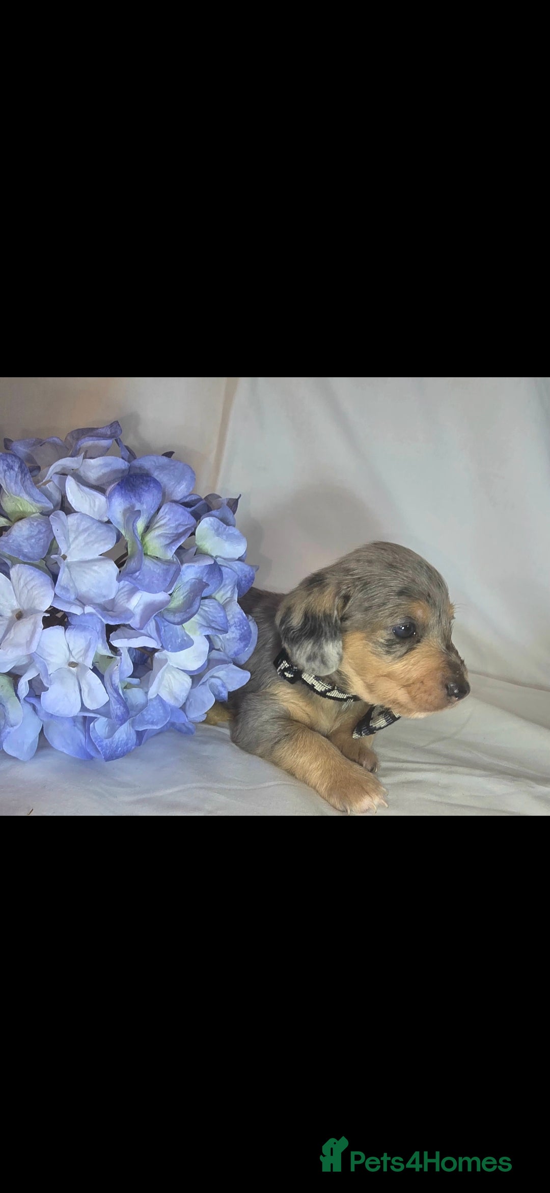 Mixed Breed dogs for sale:  miniature dachshund cross toy poodle doxiepoo   - Image 24