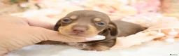 Miniature Dachshund dogs for sale: KC Miniature Dachshund Puppies - Advert 5