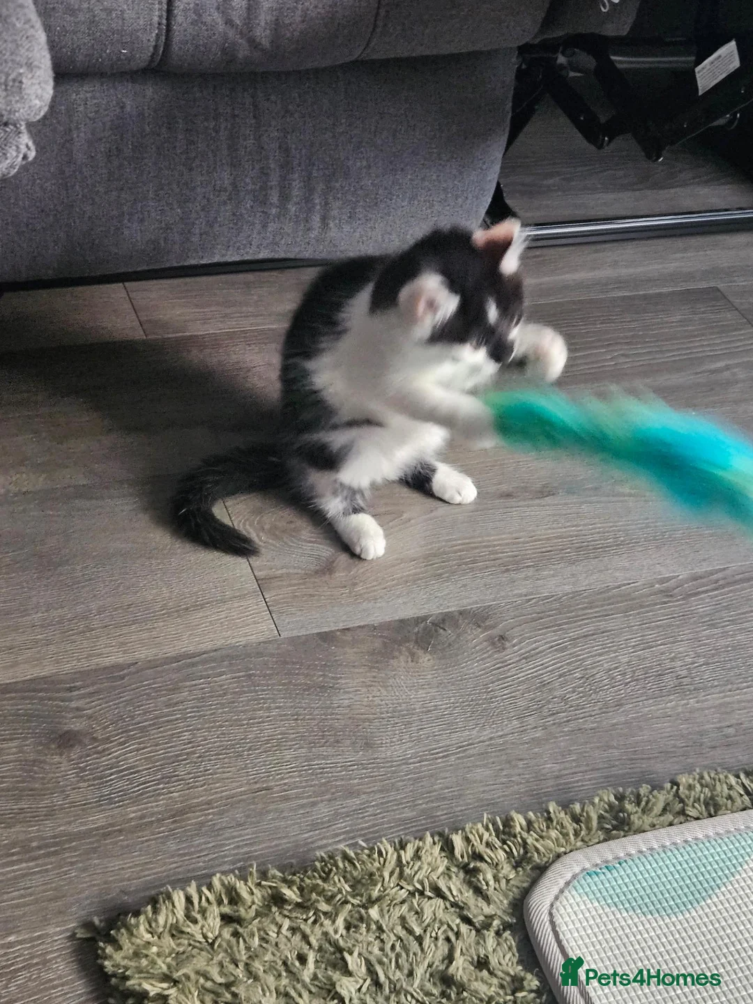 Mixed Breed cats for adoption: 9 week old kitten  in Reading - Advert 4
