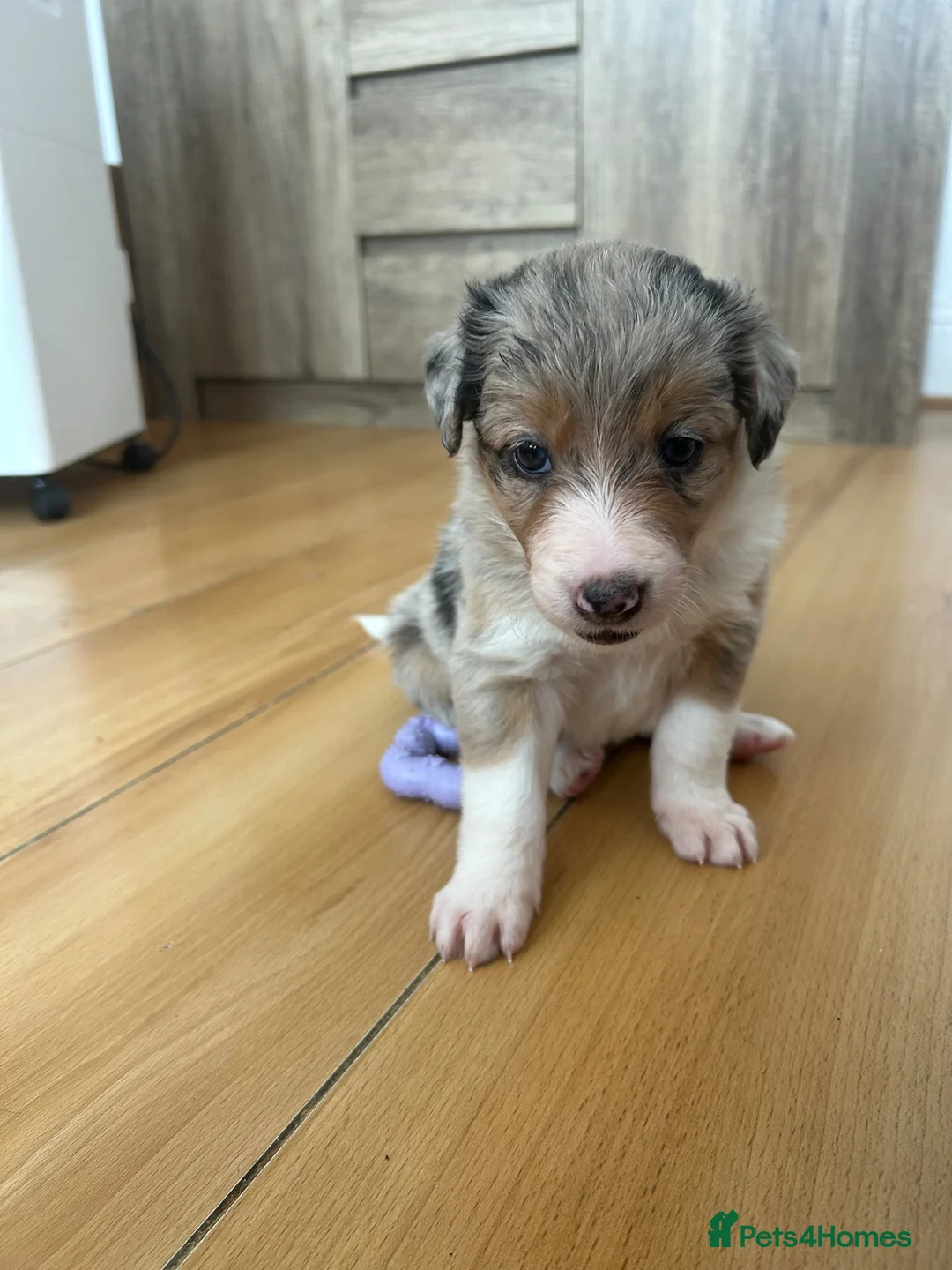 Border Collie dogs for sale: Beautiful Merle female border collie - Advert 5