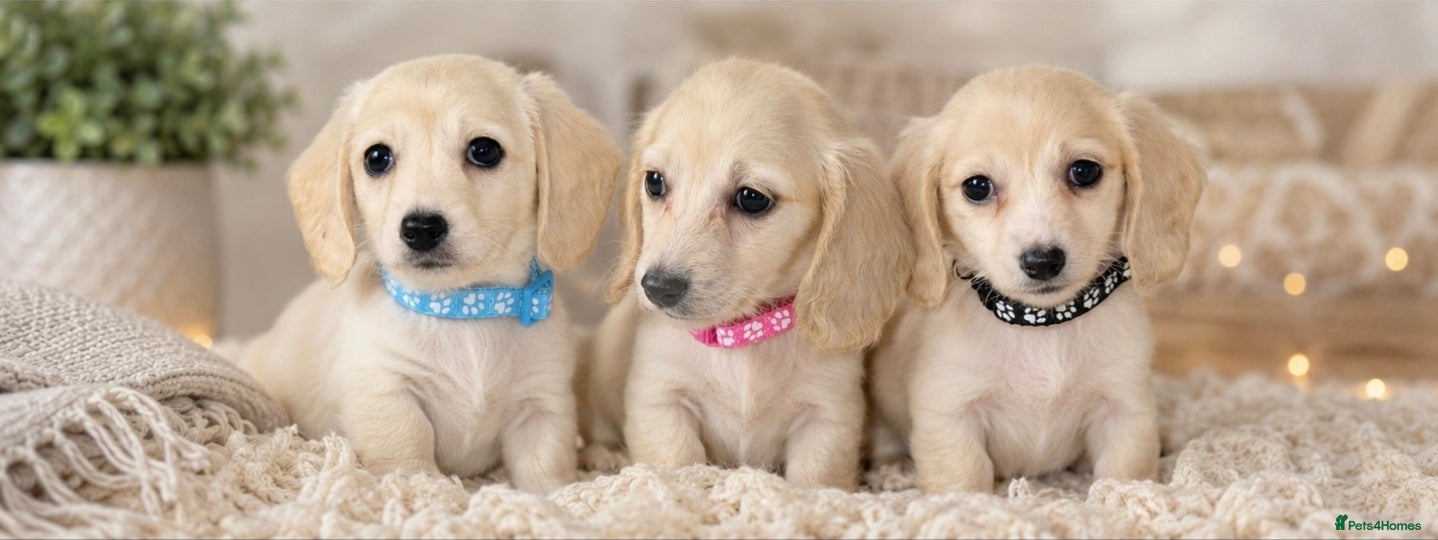 Miniature Dachshund dogs KC Registered Cream Miniature Longhairesd - Advert 1