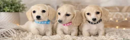 Miniature Dachshund dogs for sale: 1 Cream Mini boy - Advert 3