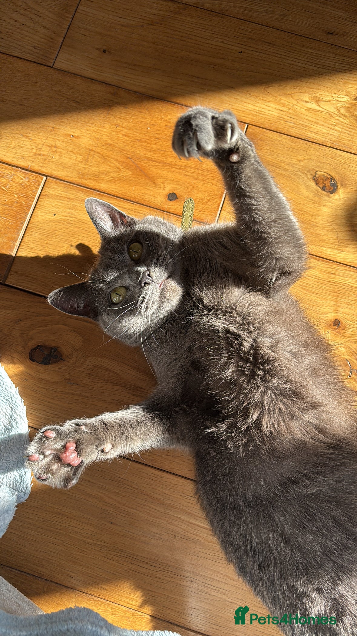 Russian Blue cats Mother & Daughter russian blues  - Advert 3