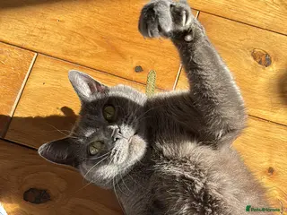 Russian Blue cats Mother & Daughter russian blues - Advert 3