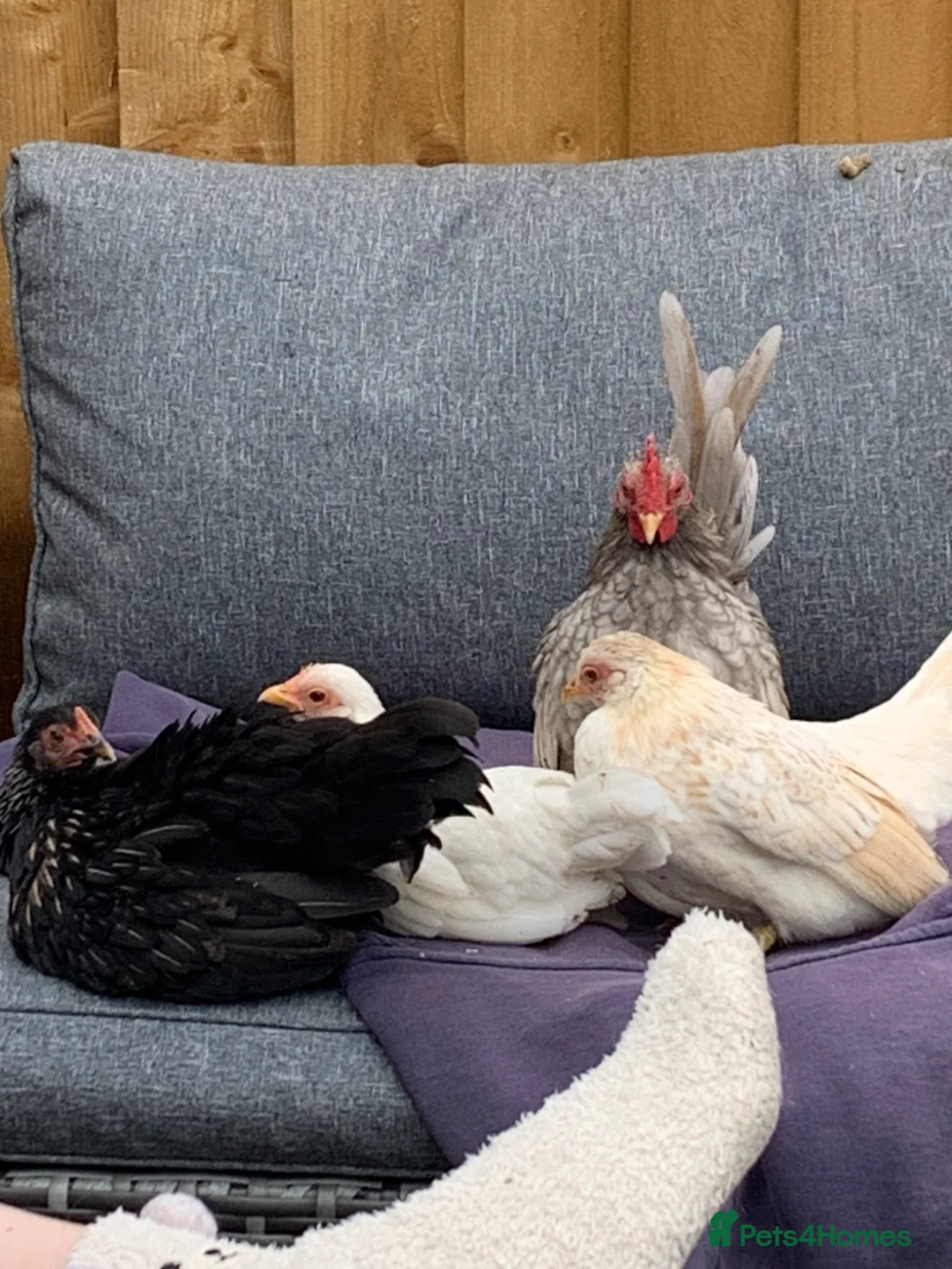 Chickens poultry for sale: Serama eggs in Alfreton - Advert 2