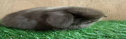 Mini Lop rabbits for sale: Beautiful friendly VHD vaccinated Mini Lop babies - Advert 2