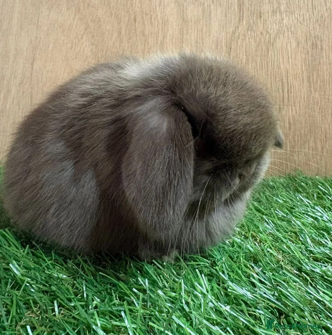 Mini Lop rabbits for sale: Beautiful friendly VHD vaccinated Mini Lop babies - Advert 2