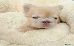 French Bulldog dogs for sale: Visual fluffy ** French bulldog puppies - Image 16