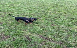 Dachshund dogs for sale: Rehoming of a male dachshund  - Image 2