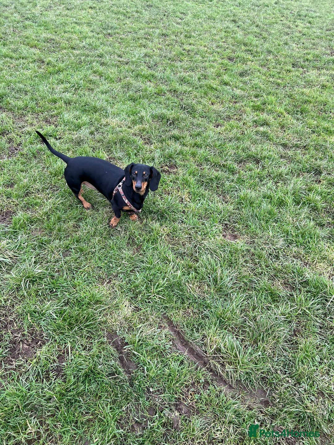 Dachshund dogs for sale: Rehoming of a male dachshund  - Image 2