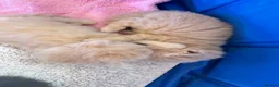 Maine Coon cats for sale: MAGICAL MAINE COON KITTENS - Advert 23