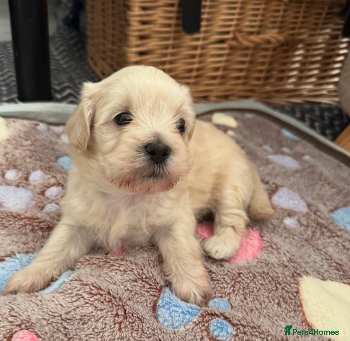 Mixed Breed dogs Our last handsome fur baby left 💙 - Advert 1