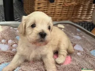 Mixed Breed dogs Our last handsome fur baby left 💙 - Advert 1