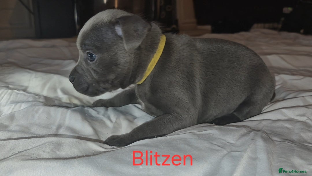 Staffordshire Bull Terrier dogs for sale: Exceptional Staffy Bull Terriers– Valglo Bloodline - Advert 25