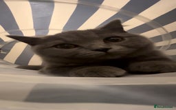 British Shorthair cats for sale: Adorable kittens - Image 11