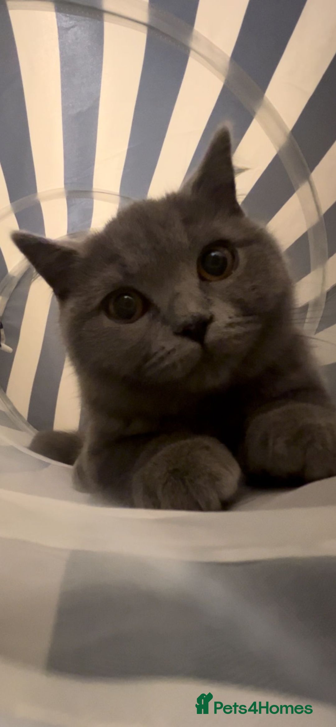 British Shorthair cats for sale: Adorable kittens - Image 11
