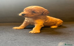 Cockapoo dogs for sale: Cockapoo F2 beautiful puppies  - Image 8