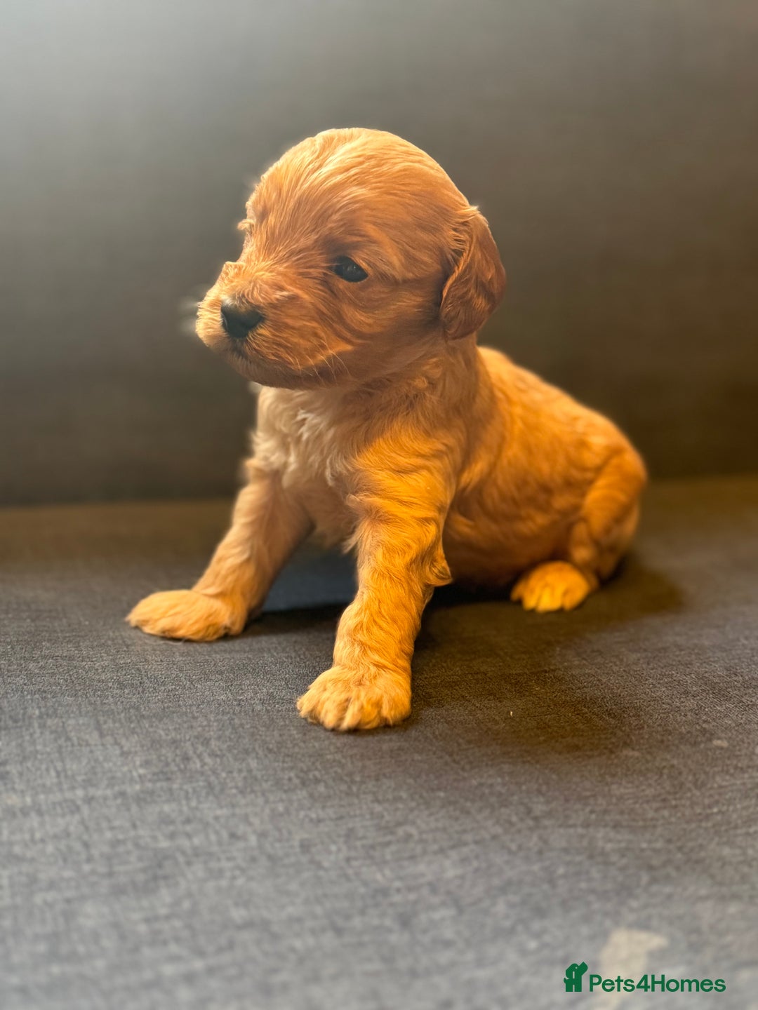 Cockapoo dogs for sale: Cockapoo F2 beautiful puppies  - Image 8