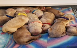 Golden Retriever dogs for sale: Golden Retriever Puppies For Reservation - Image 2