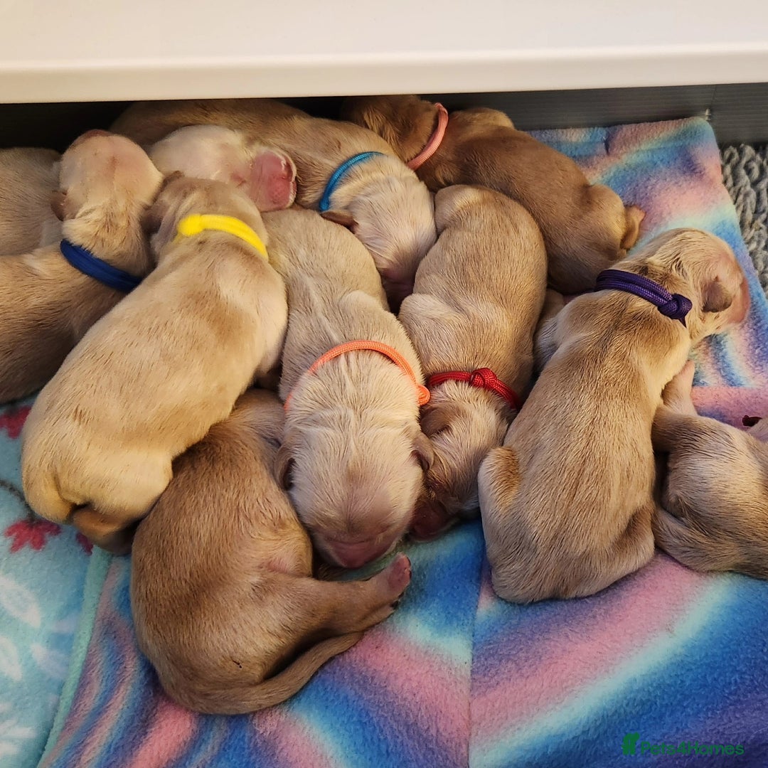Golden Retriever dogs for sale: Golden Retriever Puppies For Reservation - Image 2