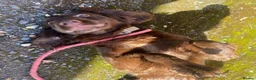 Sprocker dogs for sale: Sprocker spaniel puppies health tested parentage in Lytham Saint Annes - Advert 5