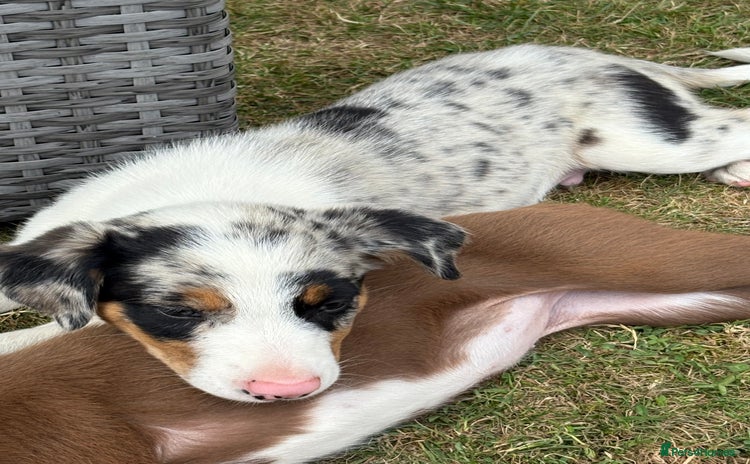 Border Collie dogs - Advert 2