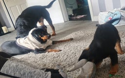 Rottweiler dogs for sale: Stunning rottweiler puppies  - Image 26
