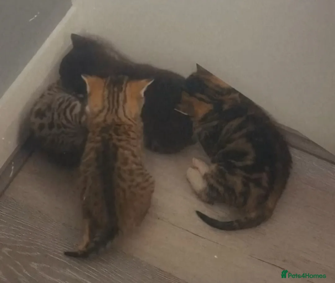 Abyssinian cats for sale: Kittens Looking for Loving Homes in London - Advert 2