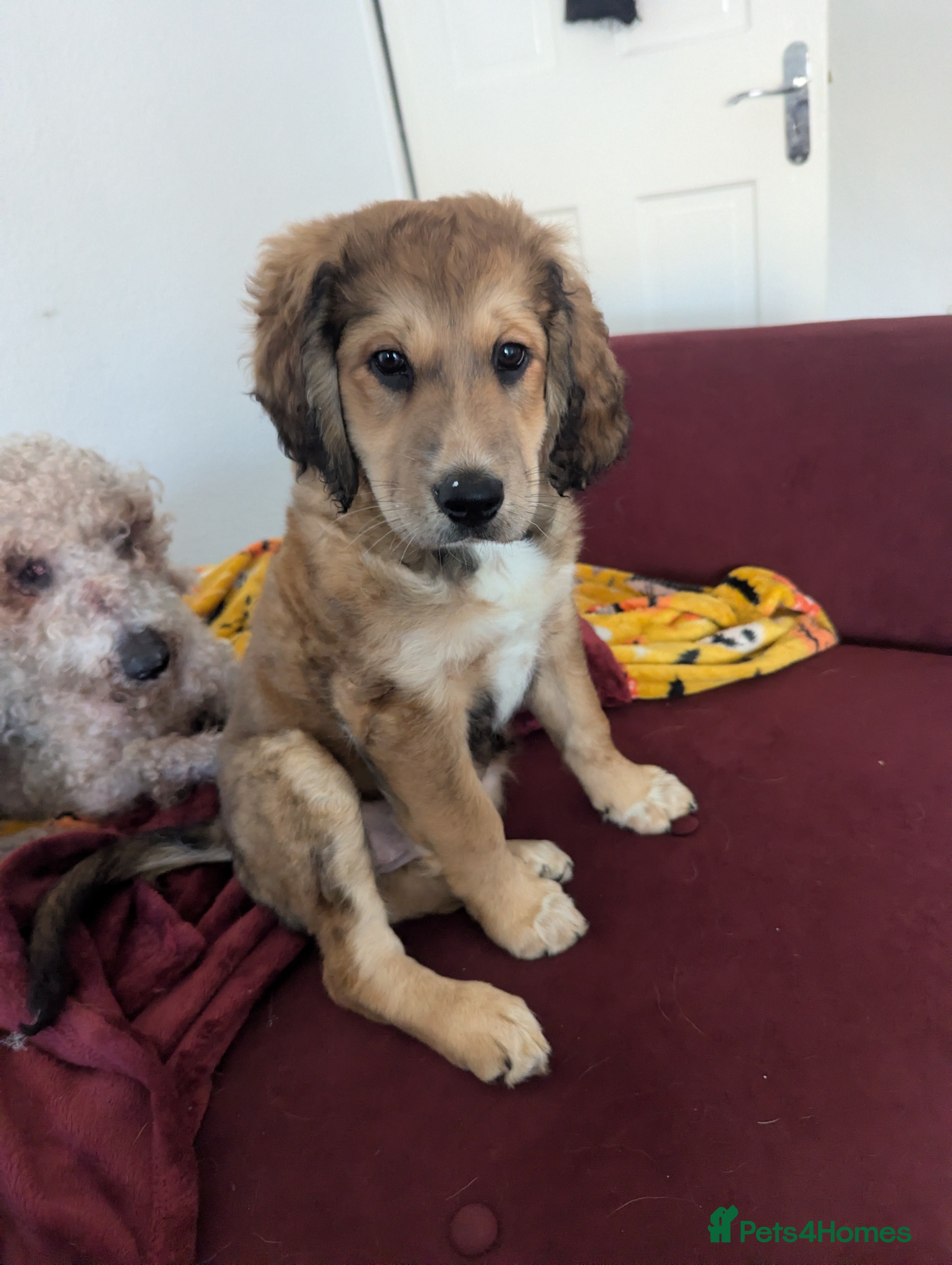 Mixed Breed dogs 2 brown golden retriever/ Britney spaniel mix - Advert 10