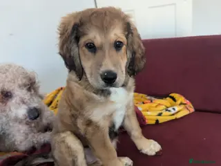 Mixed Breed dogs 2 brown golden retriever/ Britney spaniel mix - Advert 10