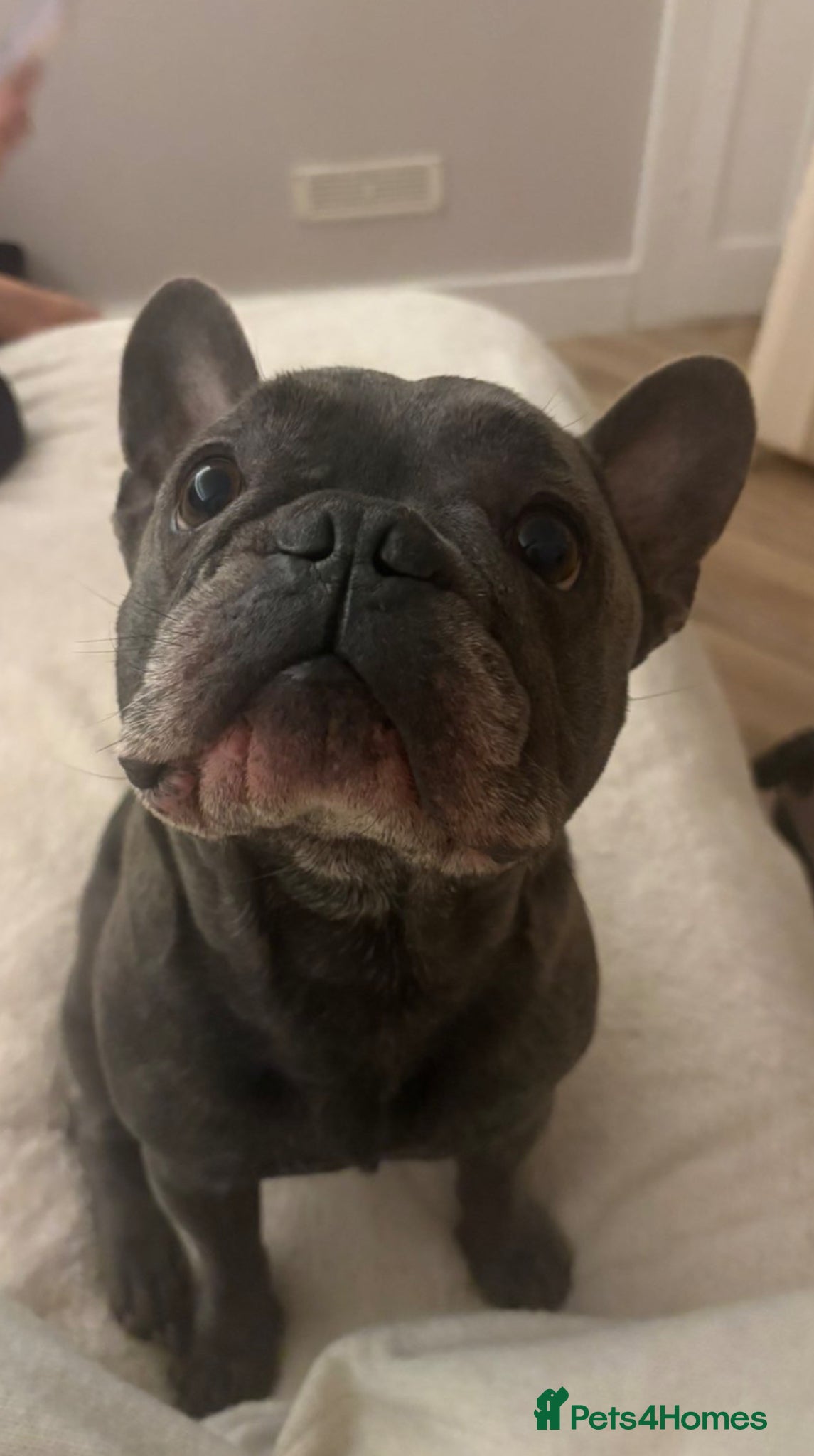 French Bulldog dogs French bull dog stud  - Advert 2
