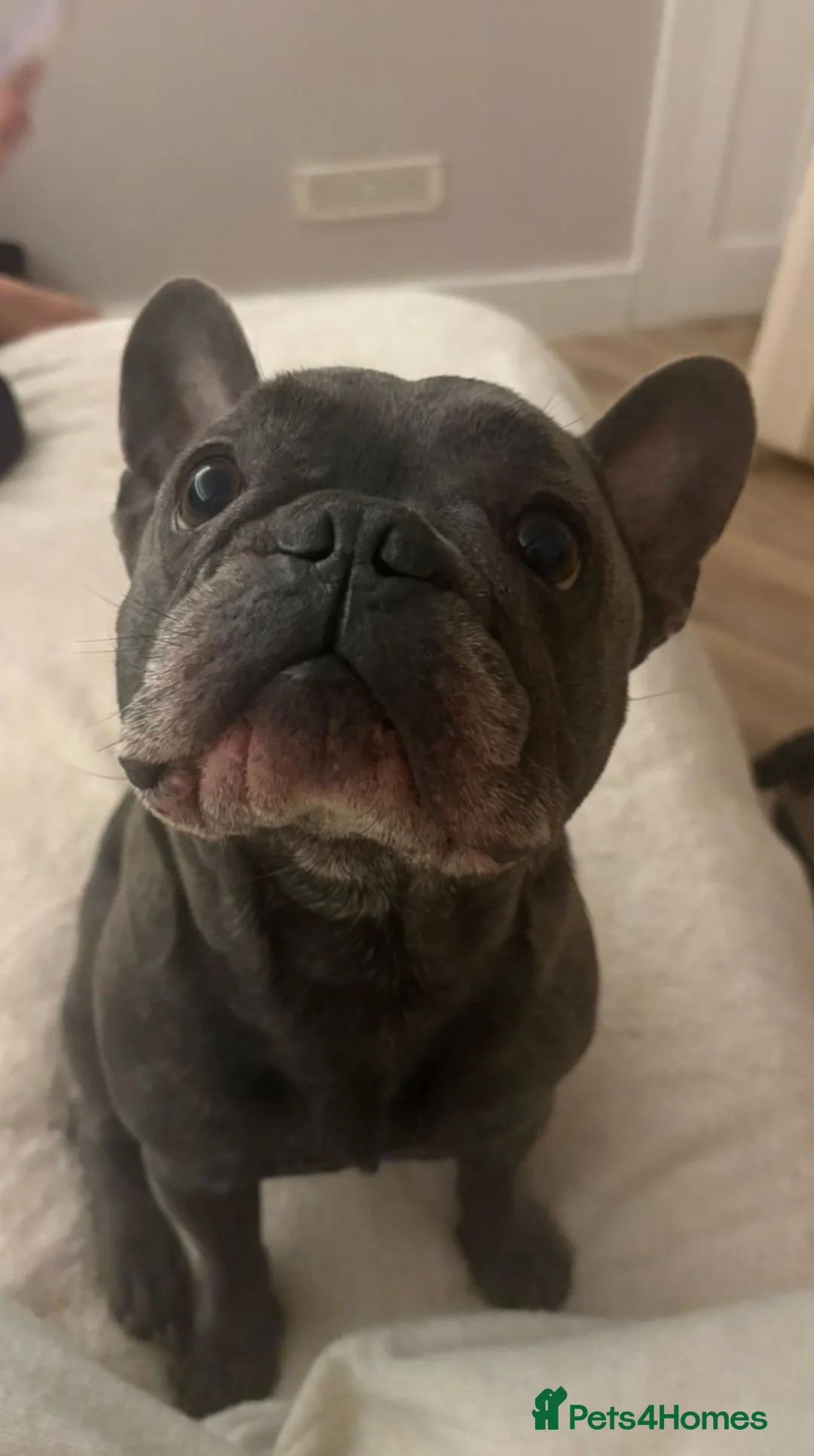 French Bulldog dogs for stud: French bull dog stud  in Brighton - Advert 1