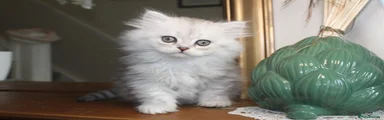 Persian 1