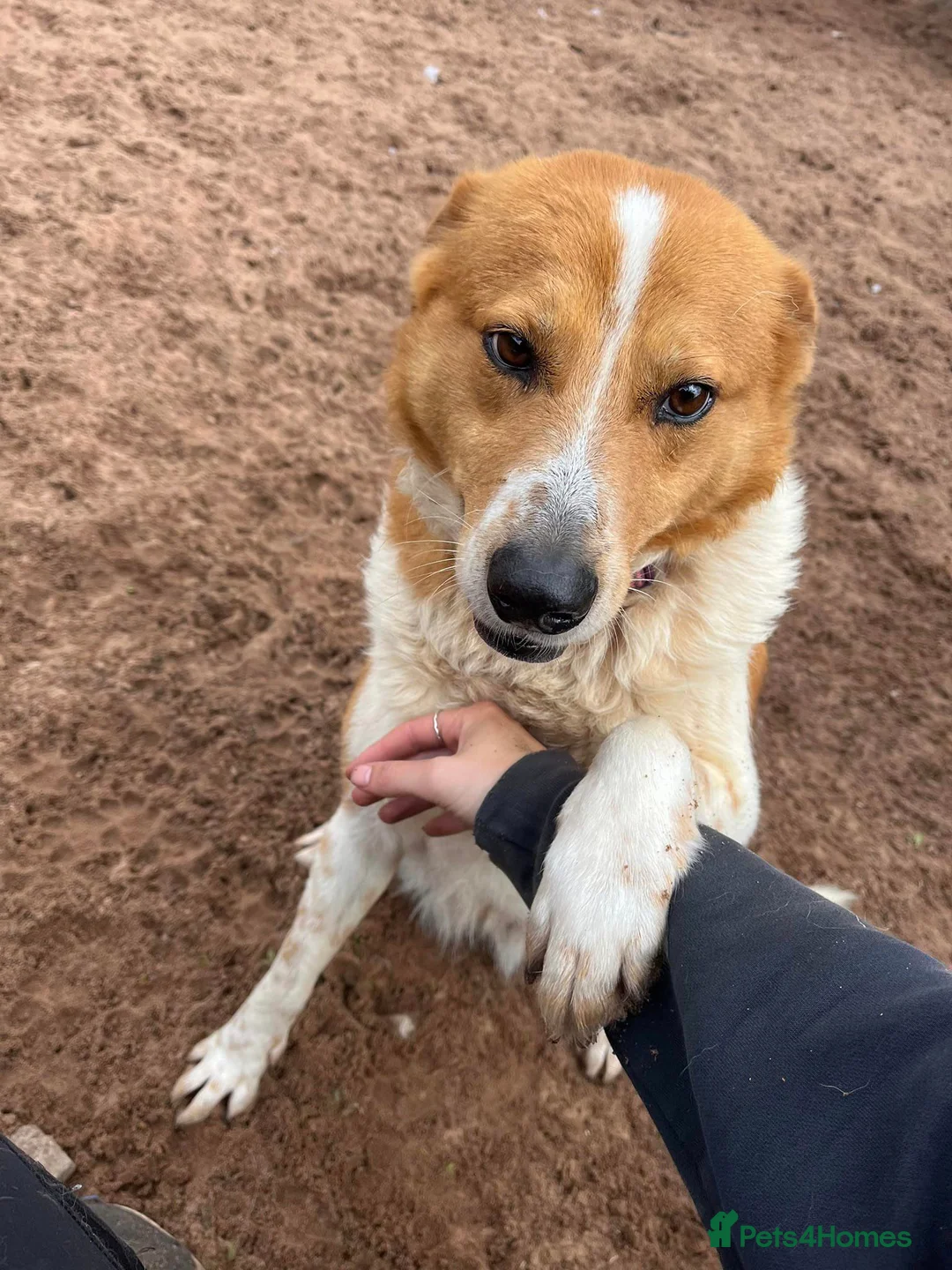 Mixed Breed dogs for adoption: Meet Dixie and Kiara, currently in Cheshire in Barry - Advert 2