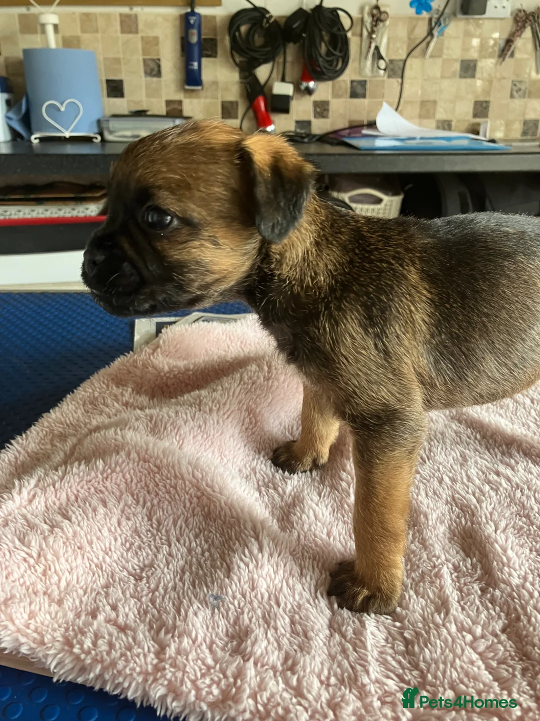 Border Terrier dogs for sale: K.C Registered border terrier - Advert 2