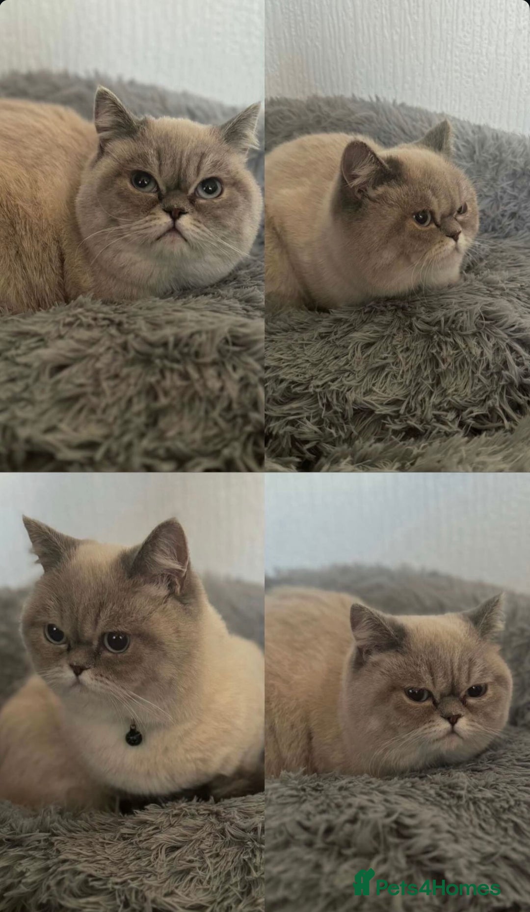 British Shorthair cats for sale: British shorthair female  - Advert 11
