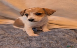 Jackapoo dogs for sale: Gorgeous Jackapoo Puppies for sale  - Image 4