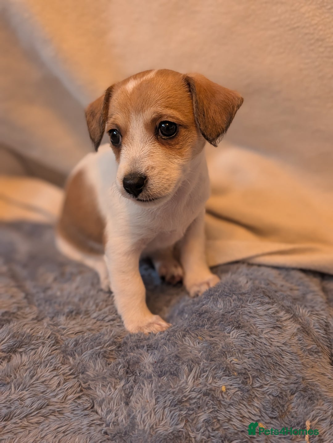 Jackapoo dogs for sale: Gorgeous Jackapoo Puppies for sale  - Image 4