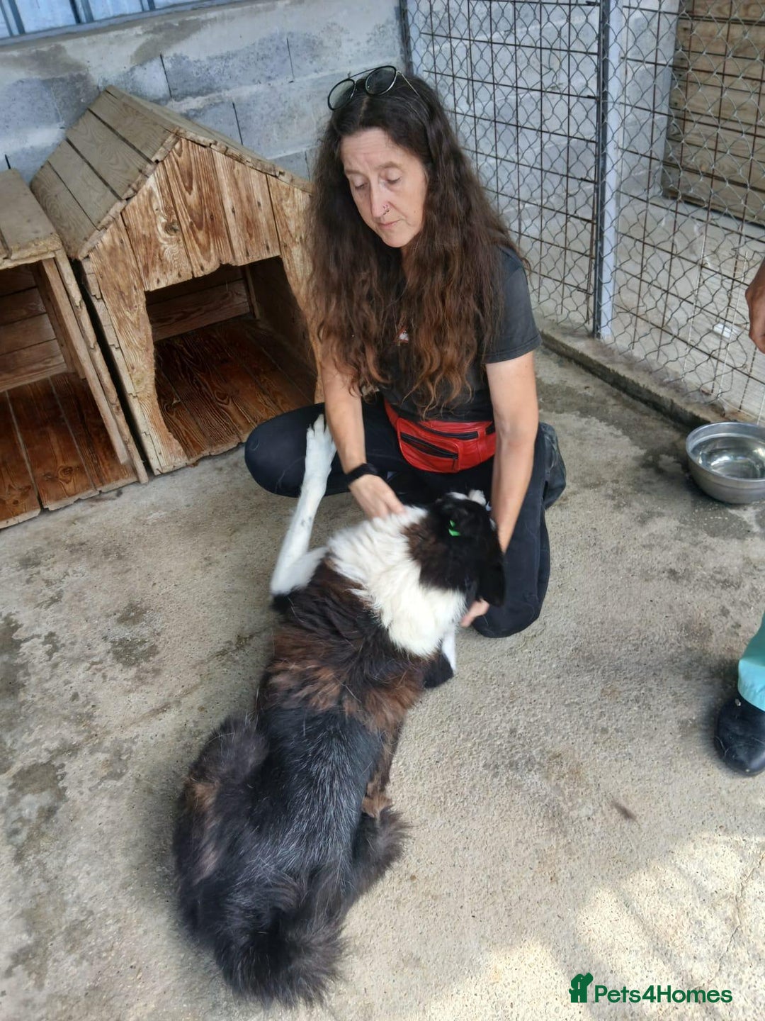 Mixed Breed dogs for adoption: Drummer, 6-7 yrs old. Available for adoption. - Image 3