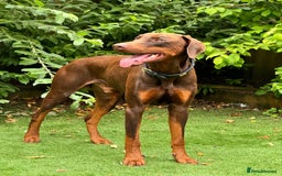 Dobermann dogs for sale: Gorgeous Rottweiler crossed with Red Doberman  - Image 8