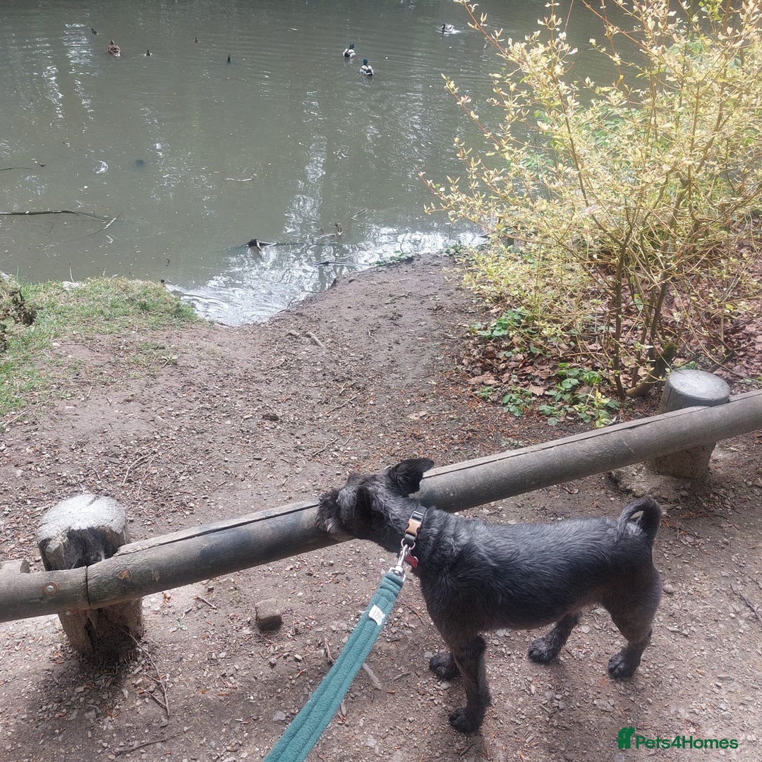 Miniature Schnauzer dogs for sale: Shadow - Image 11