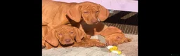 Hungarian Vizsla dogs for sale: Pedigree Hungarian Vizsla’s !! 🐶🐶 - Advert 2